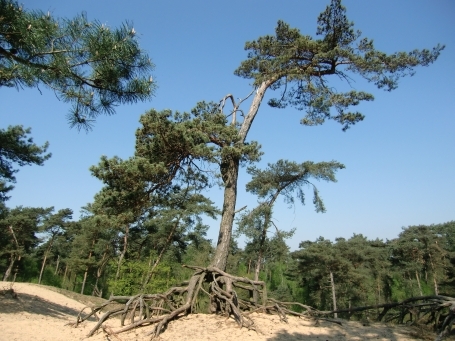 Arcen und Velden NL : Maasdünen, NSG Ravenvennen, De Wittenberg, das imposante Wurzelwerk der Kiefer, das aus dem Sand herausragt, hält den Baum standfest.